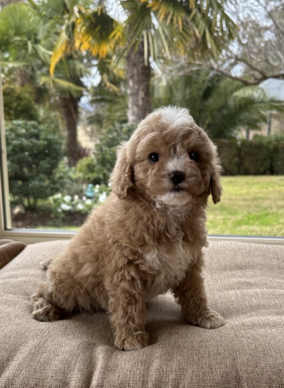 Toy Cavoodle puppies for sale