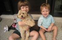 cavoodle and kids