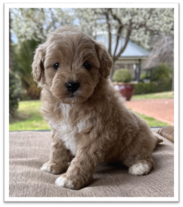 Puppies for sale NSW - Fluffy Puppies