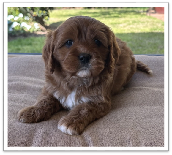 Puppies for sale NSW - Fluffy puppies