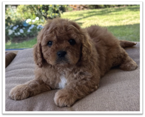 small cavoodle