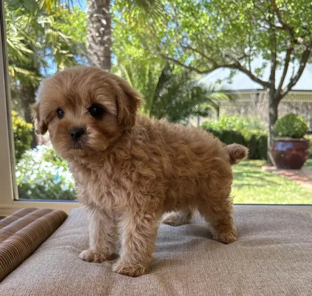 fluffy cavoodles maggie dent puppies img