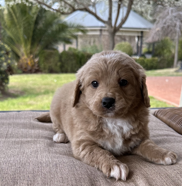 Puppies for sale NSW - Fluffy puppies