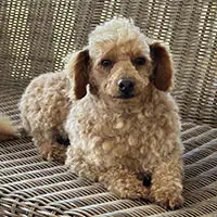 Ed-Toy-Poodle