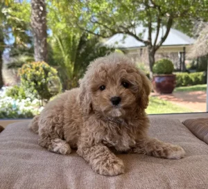 fluffy puppies cavoodles img 2