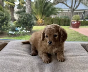 cavoodles puppies img 3