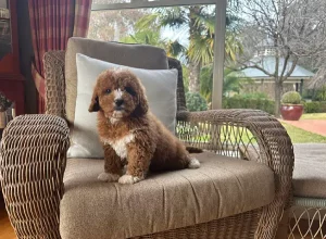 small dog Cavoodle information
