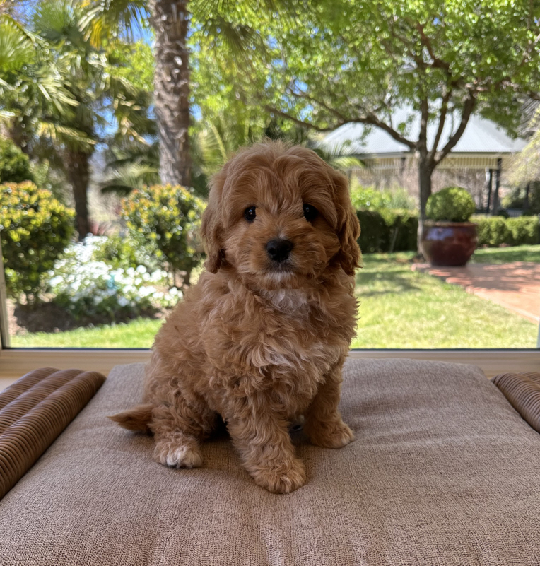 small dog Cute Cavoodle Puppy for sale