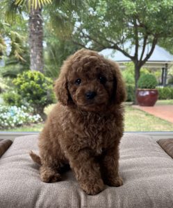 small dog -Cute Cavoodle Puppy for sale
