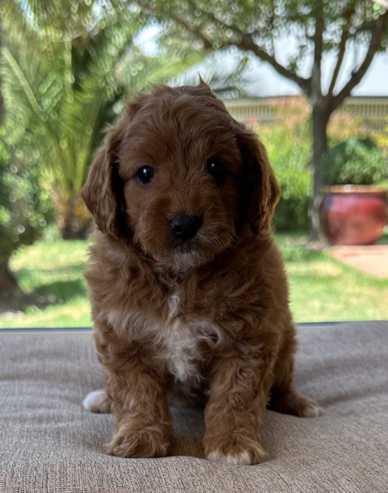 small dog -Cute Cavoodle Female Puppy for sale