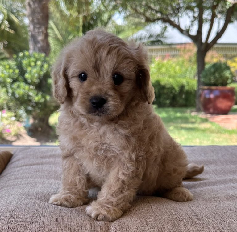 small dog -Cute Cavoodle Male Puppy for sale