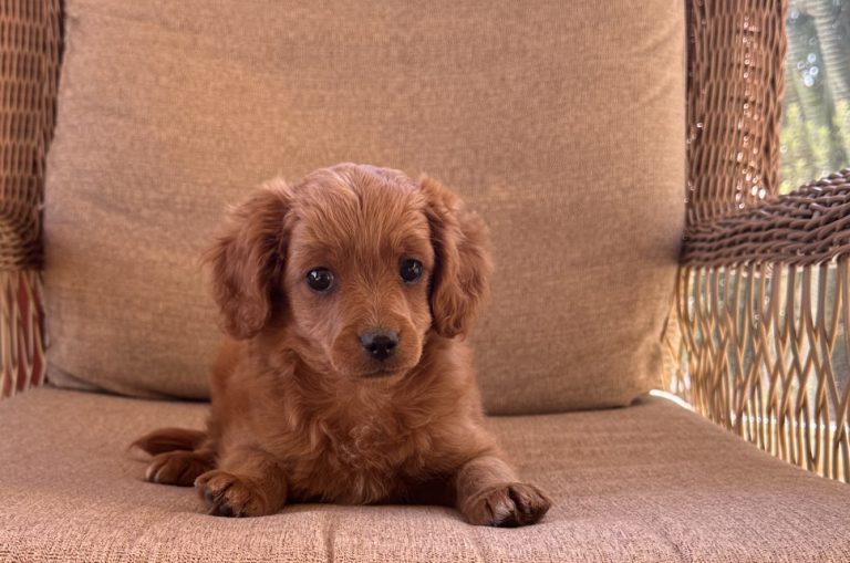 small dog - Cute Male Cavoodle Puppy for sale
