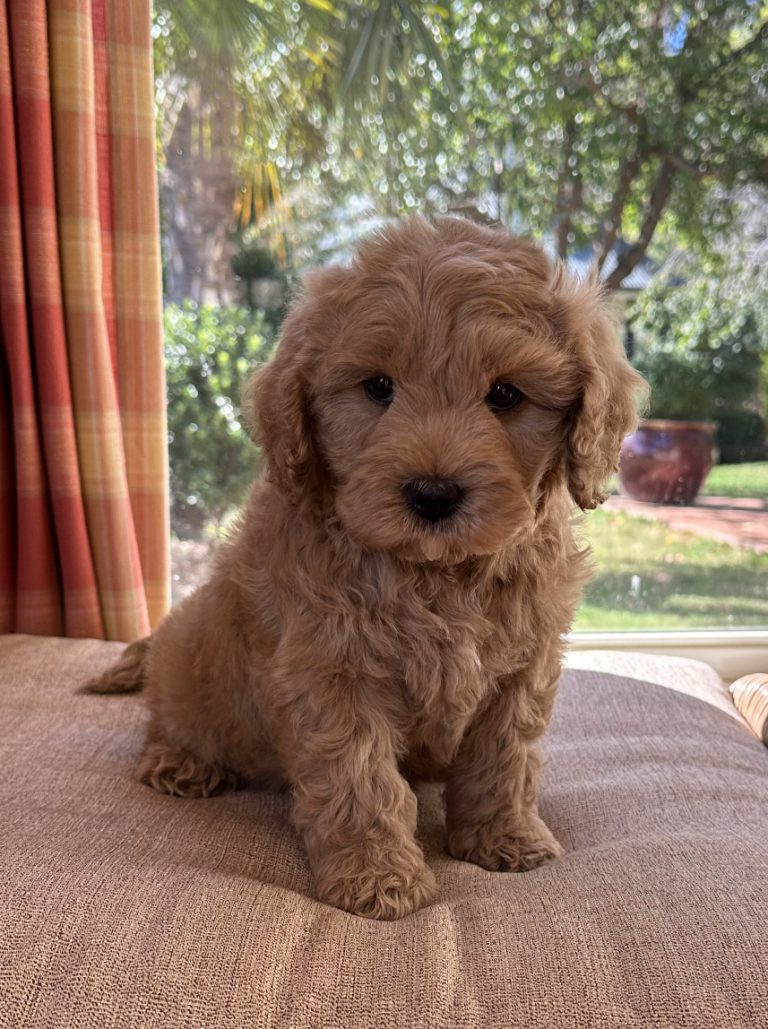 small dog -Cute Male Cavoodle Puppy for sale