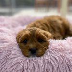 Cavoodles, and more! - Fluffy Puppies