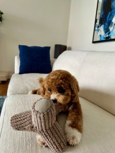 Best Cavoodle puppies - Fluffy puppies