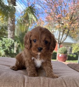 The best Cavoodle puppies - Fluffy Puppies