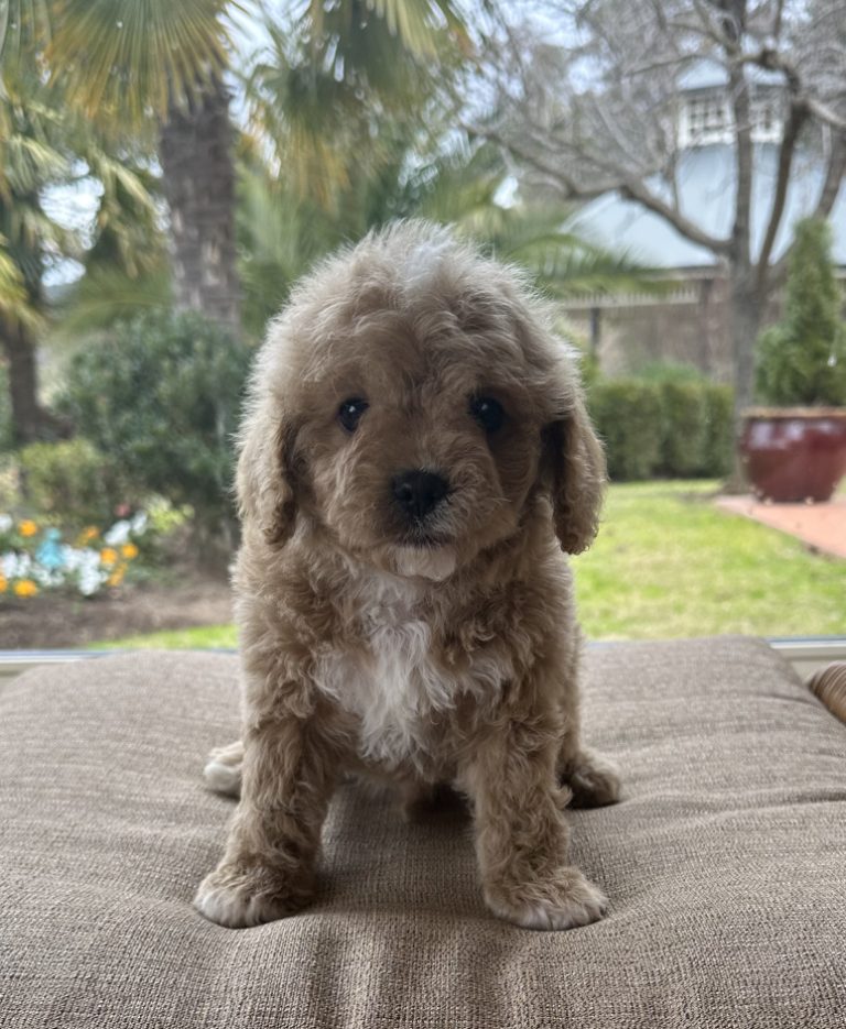 The best cavoodle puppies - Fluffy Puppies