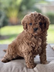 Cavoodles, and more! - Fluffy Puppies