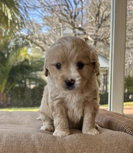 Cavoodles, and more! - Fluffy Puppies