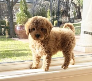 Cavoodle puppies for sale in NSW - Fluffy Puppies