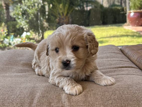 Cavoodles, and more! - Fluffy Puppies