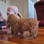 Cavoodle puppies for sale in NSW - Fluffy Puppies