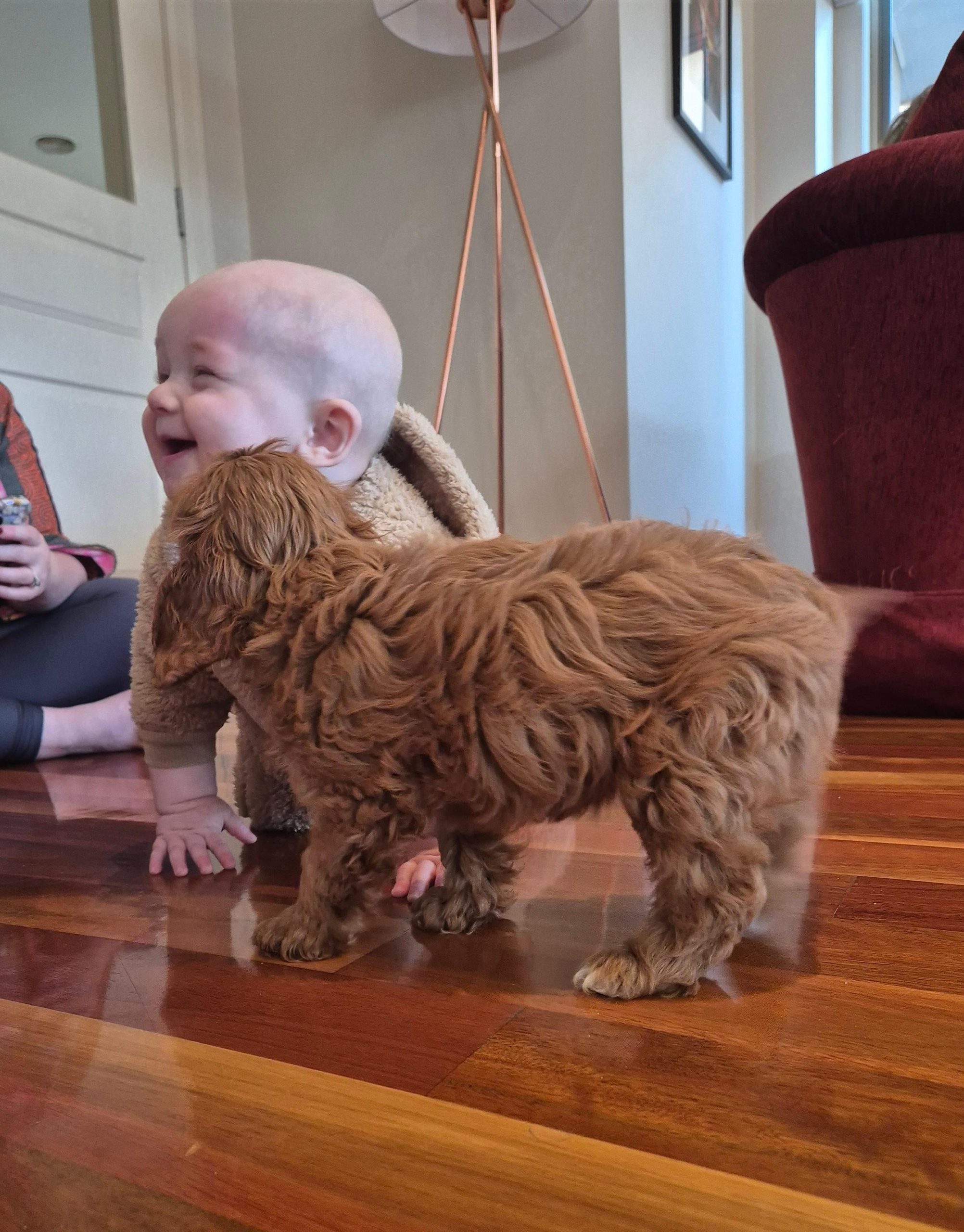 Cavoodle puppies for sale in NSW - Fluffy Puppies